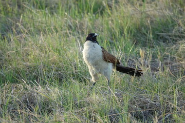 Bird of Africa in the Okavango Delta, Khwai Region