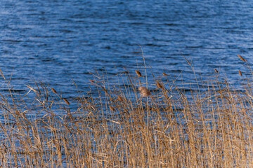 Dry reed grass growing in the Lisi lake
