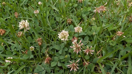 Grass and flowers in a park
