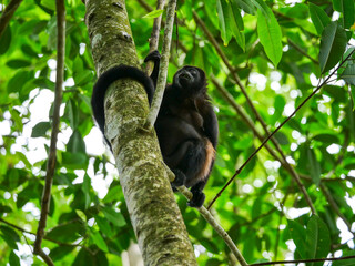 A mantled howler monkey (Alouatta palliata) sits on a branch.