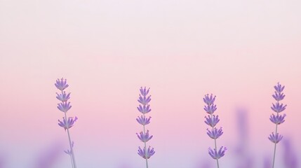 Naklejka premium Lavender Flowers Against A Soft Pink Sky