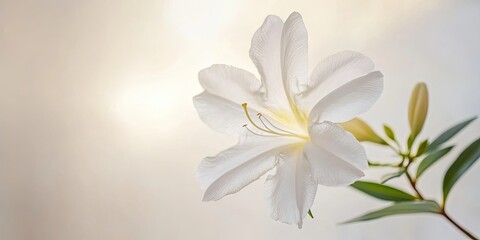 White azalea bloom positioned slightly right of center with soft green leaves on a blurred white backdrop featuring warm light tones.