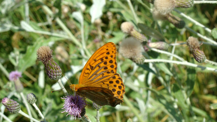 Obraz premium The silver-washed fritillary - Argynnis paphia - is a common and variable butterfly found over much of the Palearctic realm - Algeria, Europe and across the Palearctic to Japan.