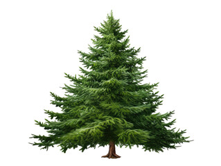 Fototapeta premium Evergreen Christmas tree isolated PNG with Transparent Background