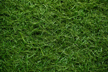 green grass background