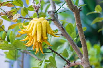 A fruit named 'buddha's hand' because it resembles the fingers of Buddha. fingered citron, Citrus medica var. sarcodactylus 