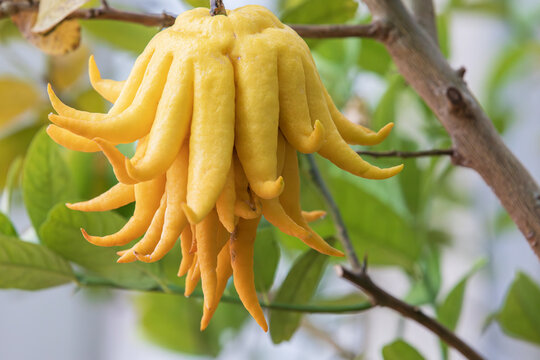 A fruit named 'buddha's hand' because it resembles the fingers of Buddha. fingered citron, Citrus medica&nbsp;var.&nbsp;sarcodactylus 
