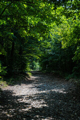 Obraz premium Road in the Caucasus mountains of Georgia