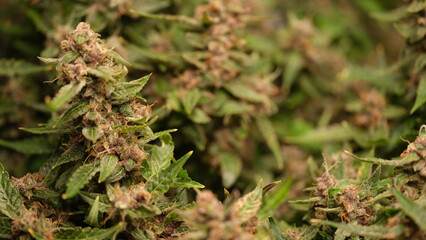 Vibrant cannabis plants are showcasing their rich colors and detailed textures when viewed up close in nature