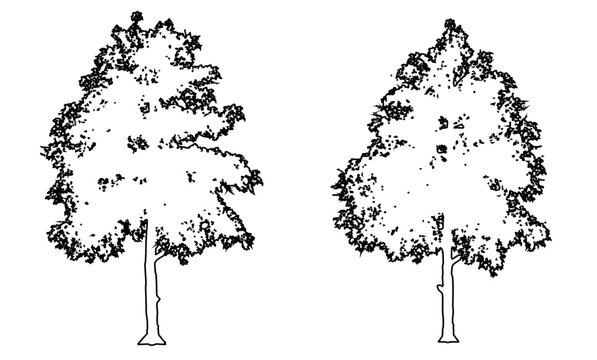 Set or collection of Black Gum trees as a black line drawing silhouette on white background. Concept or conceptual vector for nature, planet, ecology conservation, strength, endurance and  beauty