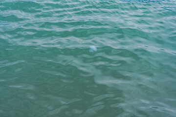 Obraz premium Jellyfish in the sea water