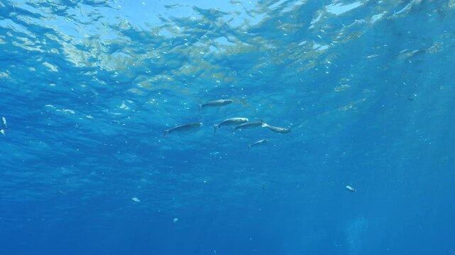 grey mullet scenery underwater mediterranean sea