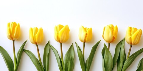 Yellow tulip floral arrangement in a row on a bright white background flat lay with green leaves and ample copy space for text and designs