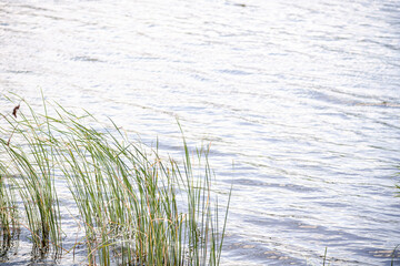 Obraz premium Grass in the lake in summer season