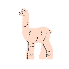 Alpaca, fluffy animal. Cute woolly mammal, standing in profile. Furry wool fauna character. South American llama with fuzzy fur. Flat graphic vector illustration isolated on white background