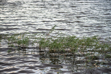 Obraz premium Grass in the lake in summer season