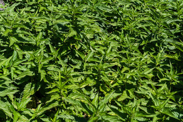 Bright green utrica leaves background