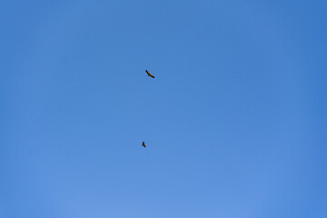 Couple of falcon birds in the sky