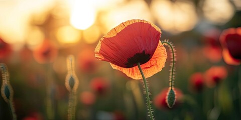 Vibrant closeup of a blooming red poppy flower against a sunset background with soft golden hues and ample negative space for text overlay