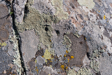 Textured rock background in the wild nature
