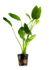 plant for aquarium