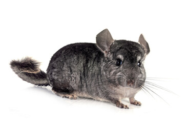 Chinchilla in studio
