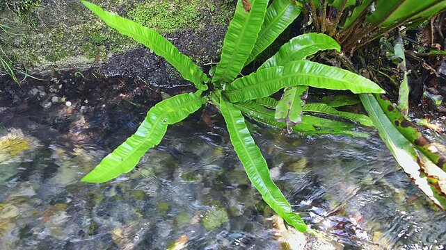 Fern near a stream. Asplenium scolopendrium or Phyllitis scolopendrium also commonly called hart's tongue fern in its natural habitat, Europe