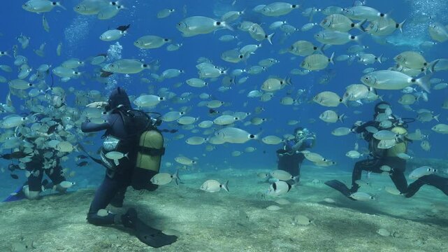 scuba diver workers taking the photos of student underwater among fish