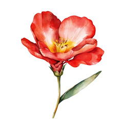 Blooming red flower botanical illustration nature studio close-up colorful beauty