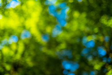 Obraz premium Green leaf background. Green leaf forest on blurred greenery background. Bokeh background. Green nature background. Green leaf in forest. Leaves plants blurred backdrop.
