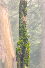 Oiseaux sur un arbre mort ancienne forêt 