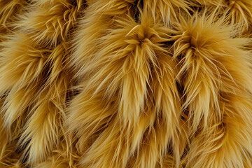 Fototapeta premium gold color of wool.