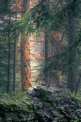 Ancienne forêt unesco hautes alpes