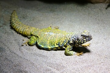 Close-up of an agamid lizard Uromastyx acanthinura, a North African mastigure, or North African spiny-tailed lizard lying on the sandy ground.