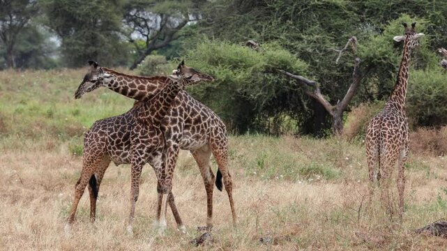 A pair of Giraffes rub knecks with each other, African savannah, flora and fauna, landscape