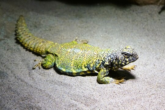 Close-up of an agamid lizard Uromastyx acanthinura, a North African mastigure, or North African spiny-tailed lizard lying on the sandy ground.