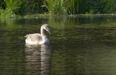 young swan in juvenile dress in the lake, elegant juvenile mute swan, swan looking from the side, water bird looking to the right