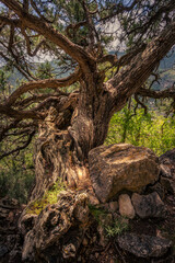 Arbre très vieux dans les Hautes alpes