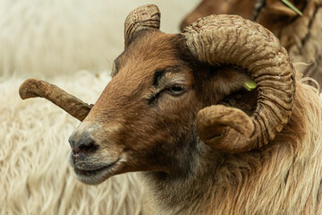 close up ram horns