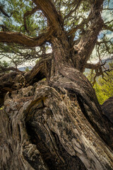 Arbre très vieux dans les Hautes alpes