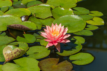 Flower landscape and nature background concept. Amazing bright pink water lily or lotus flower Orange sunset Perry growing in pond on blurred background of leaves. Selective focus.