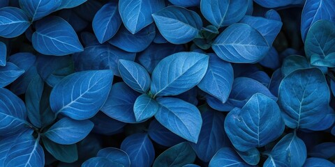Vibrant blue foliage close-up with varying shades of blue leaves positioned densely against a dark background ample copy space for design use