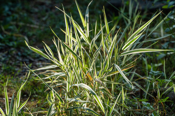 Phalaris arundinacea or reed canary grass on blurred green background and bokeh. Close-up of plant leaves on blurred green background. Summer landscape, fresh wallpaper and nature background concept
