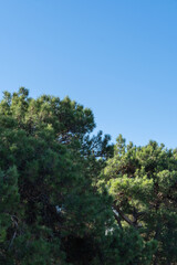 This image captures the top of lush pine tree against clear blue sky, showcasing natural beauty of the outdoors. Close up. Nature concept for landscape design.