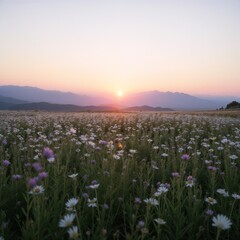 Naklejka premium Purple and White Wildflowers in Golden Sunset Light