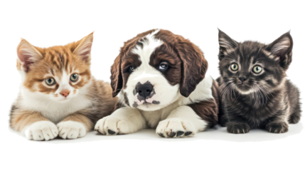 Peeping Saint Bernard Puppies and Cats in Cute Poses Generative AI