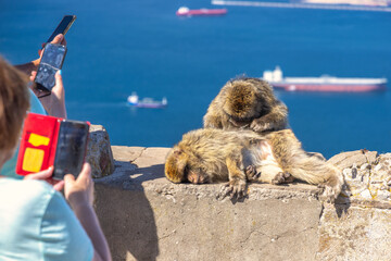 Monkeys on Gibraltar, British Overseas Territory and city on the Iberian Peninsula. Two Barbary macaques grooming near ocean, tourists taking photos with phones.
