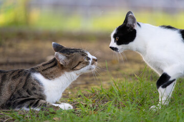 公園で見つめ合うベンガル猫みたいな模様の野良猫とぶち猫柄の子猫っぽい野良猫