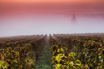 Misty sunrise over vineyards in autumn, Champagne, France