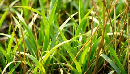 Obraz premium green grass background